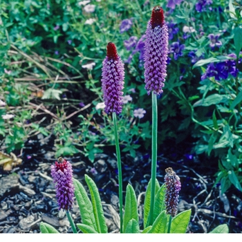 Primula vialii '' (002859)