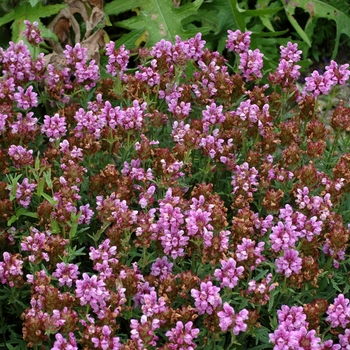 Prunella incisa 'Rubra' 