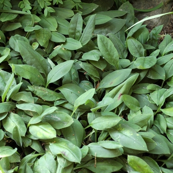 Pulmonaria angustifolia