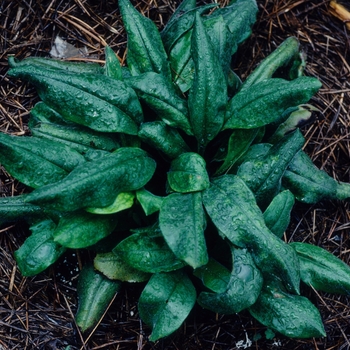 Pulmonaria angustifolia '' (002866)