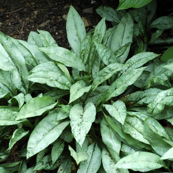 Pulmonaria saccharata 'Argentea' 