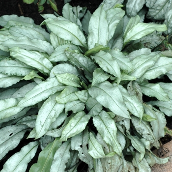 Pulmonaria longifolia 'Diana Clair' 