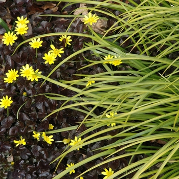 Ranunculus ficaria 'Brazen Hussy' 