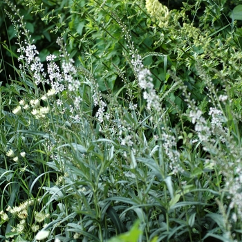 Reseda odorata