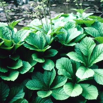 Rodgersia aesculifolia