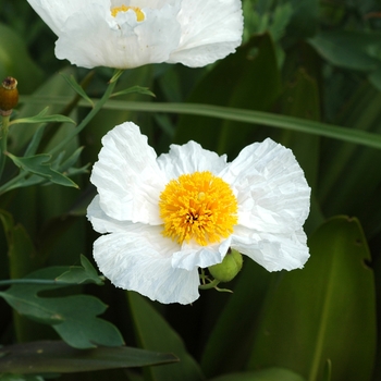 Romneya coulteri 