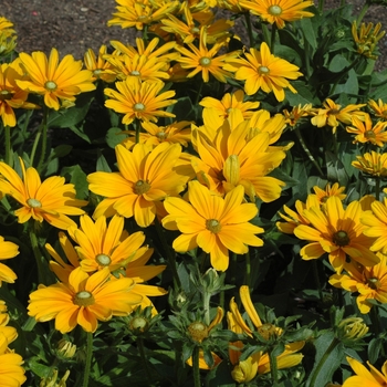 Rudbeckia hirta 'Irish Spring' 