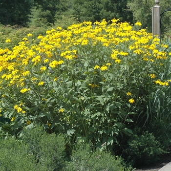 Rudbeckia lacinata 'Autumn Sun'