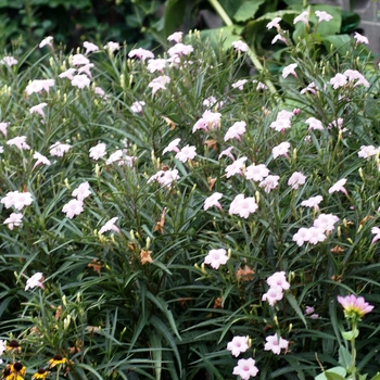 Ruellia brittoniana 'Chi Chi' 