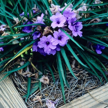 Ruellia simplex 'Katie Blue'