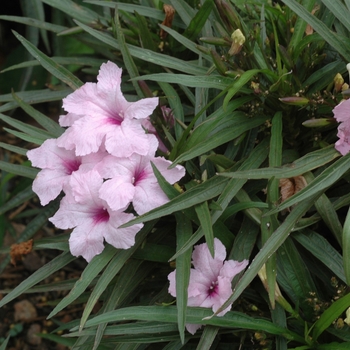 Ruellia simplex 'Katie Pink' 