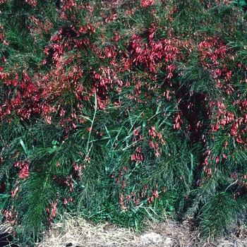 Russelia equisetiformis '' (002914)