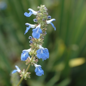 Salvia azurea 