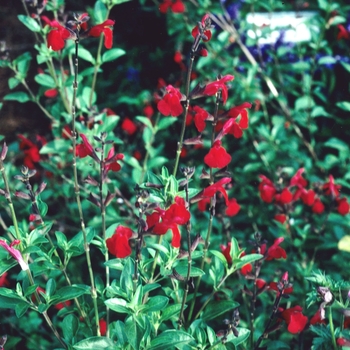 Salvia greggii 'Cherry Queen' 