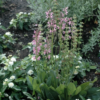 Salvia pratensis 'Pink Delight®'