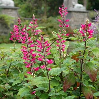 Salvia involucrata