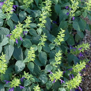 Salvia mexicana 'Lollie Jackson'