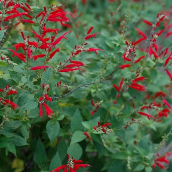 Salvia rutilans 