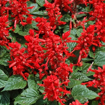 Salvia splendens 'Sahara Red' 