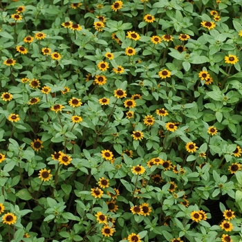 Sanvitalia procumbens 'Mandarin Orange' 