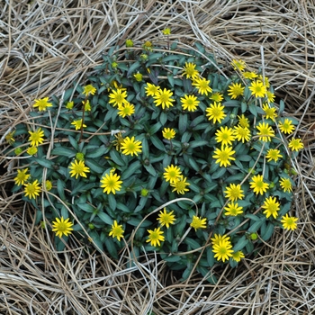 Sanvitalia procumbens 'Ariba' 