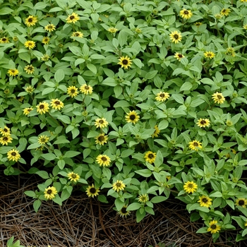 Sanvitalia procumbens 'Cream Yellow' 