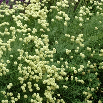 Santolina neapolitana 'Lemon Queen' 