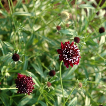 Scabiosa atropurpurea 'Midnight Black'