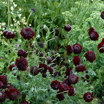 Scabiosa atropurpurea 'Red Ace' 