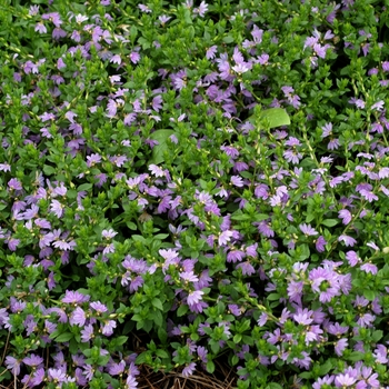 Scaevola aemula 'Soft Blue' 