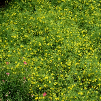 Scoparia hybrid 'llumina Golden Mist'