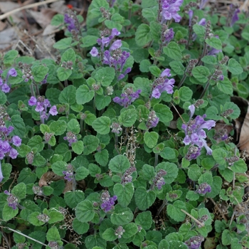 Scutellaria supina 'Lambert's Blue' 