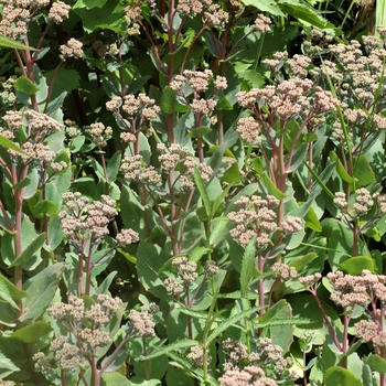 Sedum 'Joyce Harrison' 