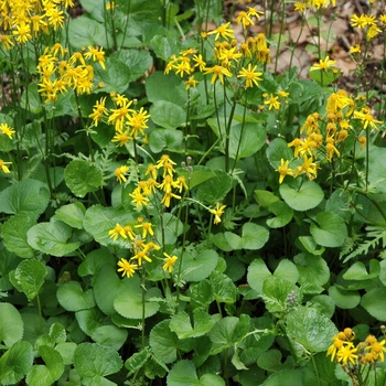 Senecio aureus 