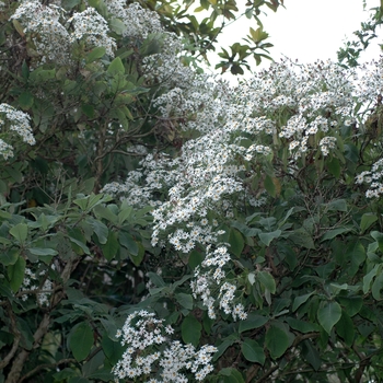 Senecio hectori 