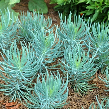 Senecio 'Kilimanjaro' 