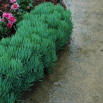 Senecio talinoides ssp. cylindricus 'Himalaya'