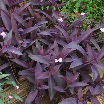 Setcreasea pallida 'Purple'