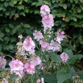 Sidalcea malviflora 'Elsie Heugh' 