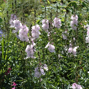 Sidalcea malviflora 'Lovliness'