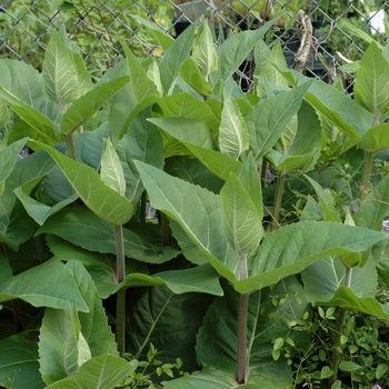 Silphium connatum