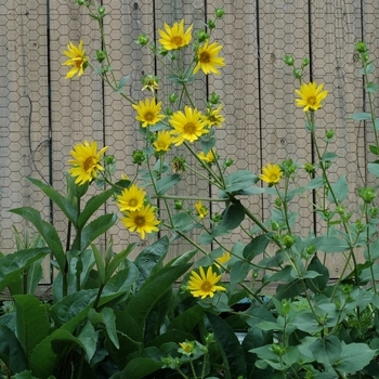 Silphium gracile 