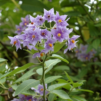 Solanum crispum 'Glasnevin'