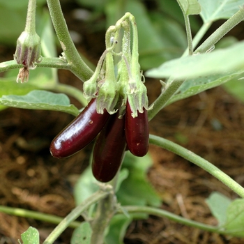 Capsicum 'Little Fingers' 