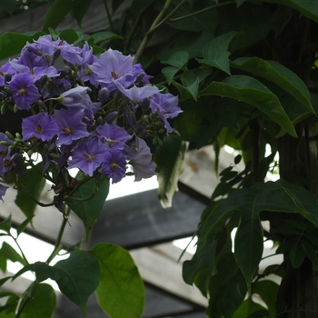 Solanum wendlandii