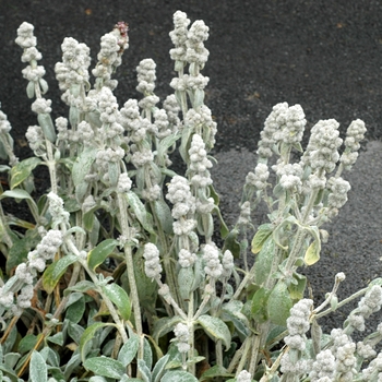 Stachys byzantina 'Cotton Ball' 