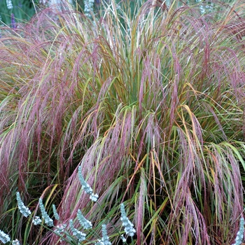 Stipa arundinacea