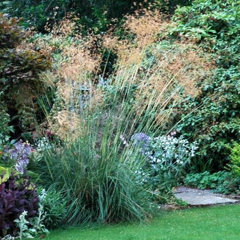 Stipa gigantea