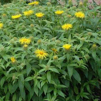 Inula oculis-christi