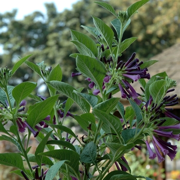 Iochroma grandiflorum 'Purple' (003028)